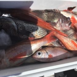 鯛紅丸 釣果