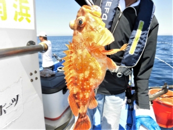 鯛紅丸 釣果