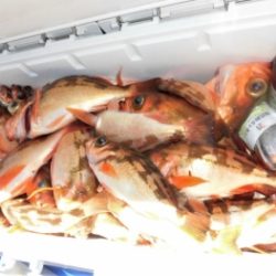 鯛紅丸 釣果