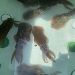 釣船 浦島太郎 釣果