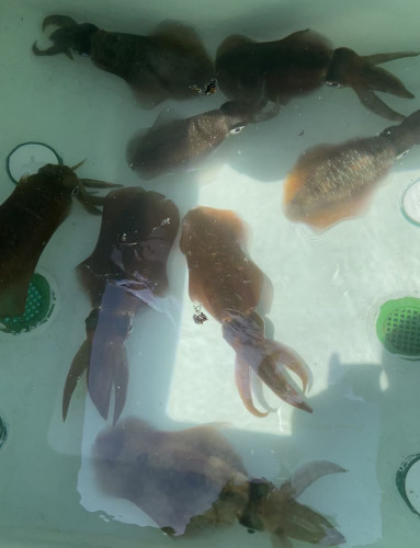 釣船 浦島太郎 釣果