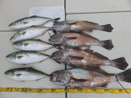 Hit Rush(ヒット ラッシュ） 釣果…