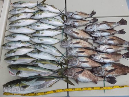 Hit Rush(ヒット ラッシュ） 釣果…