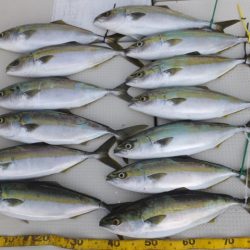 Hit Rush(ヒット ラッシュ） 釣果