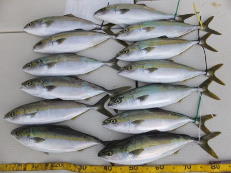 Hit Rush(ヒット ラッシュ） 釣果…