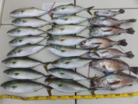 Hit Rush(ヒット ラッシュ） 釣果…