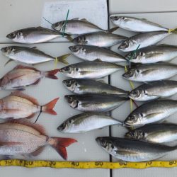 Hit Rush(ヒット ラッシュ) 釣果