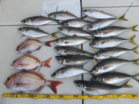 Hit Rush(ヒット ラッシュ） 釣果…