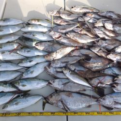 Hit Rush(ヒット ラッシュ) 釣果