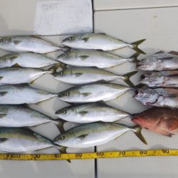 Hit Rush(ヒット ラッシュ) 釣果