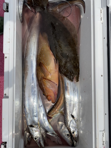 釣船 浦島太郎 釣果
