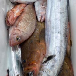 釣船 浦島太郎 釣果