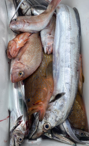 釣船 浦島太郎 釣果