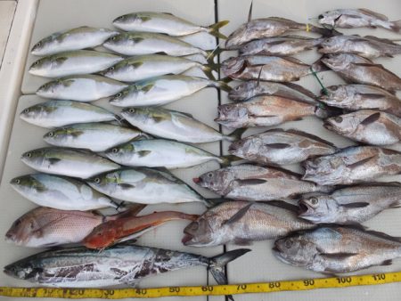 Hit Rush(ヒット ラッシュ） 釣果…