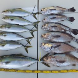 Hit Rush(ヒット ラッシュ) 釣果