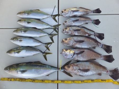 Hit Rush(ヒット ラッシュ） 釣果…