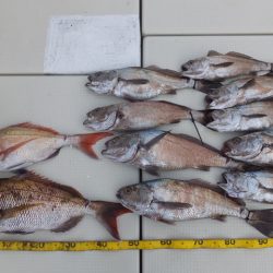 Hit Rush(ヒット ラッシュ) 釣果