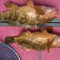 釣船 浦島太郎 釣果