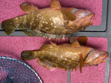 釣船 浦島太郎 釣果