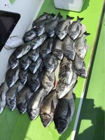 久里浜黒川本家 釣果