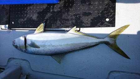 海龍丸(福岡) 釣果