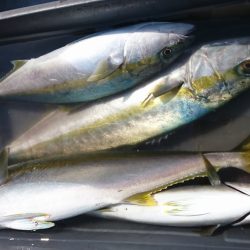 海龍丸(福岡) 釣果