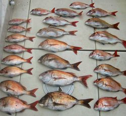 来温丸（らいおんまる） 釣果