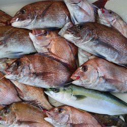 松本釣船２ 釣果