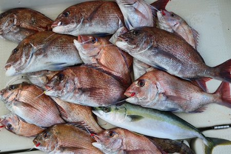 松本釣船２ 釣果