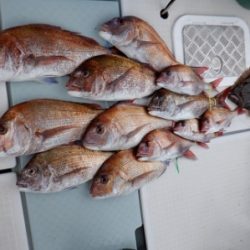 遊漁船 幸友丸 釣果