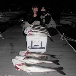 ルアー船マヒマヒ 釣果