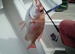 愛裕南丸 釣果