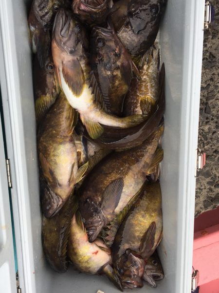 第八平成丸 釣果