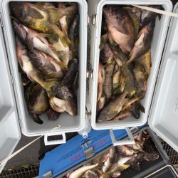 第八平成丸 釣果