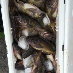 第八平成丸 釣果