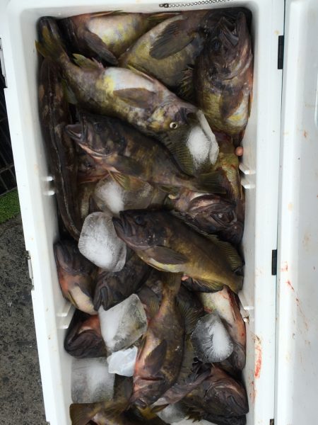 第八平成丸 釣果