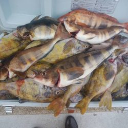 第八平成丸 釣果