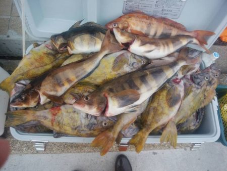 第八平成丸 釣果