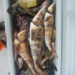 第八平成丸 釣果