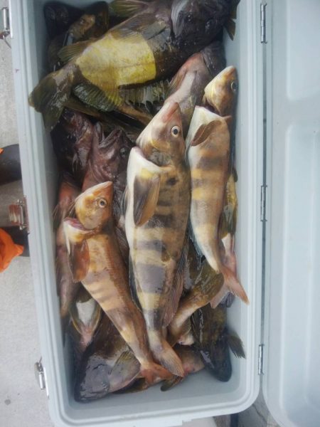 第八平成丸 釣果