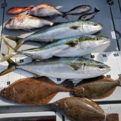 ブルーピア 釣果