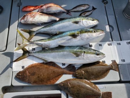 ブルーピア 釣果