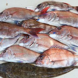 松本釣船２ 釣果