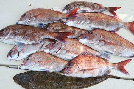 松本釣船２ 釣果