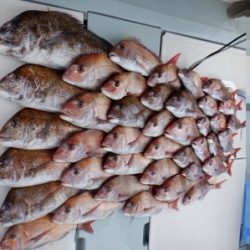 遊漁船 幸友丸 釣果