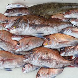 松本釣船２ 釣果