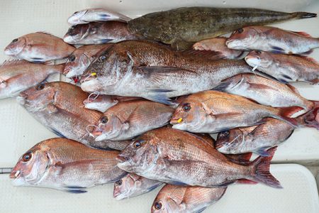 松本釣船２ 釣果