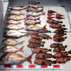 来温丸(らいおんまる) 釣果