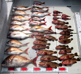 来温丸（らいおんまる） 釣果