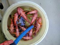 おおせき丸 釣果